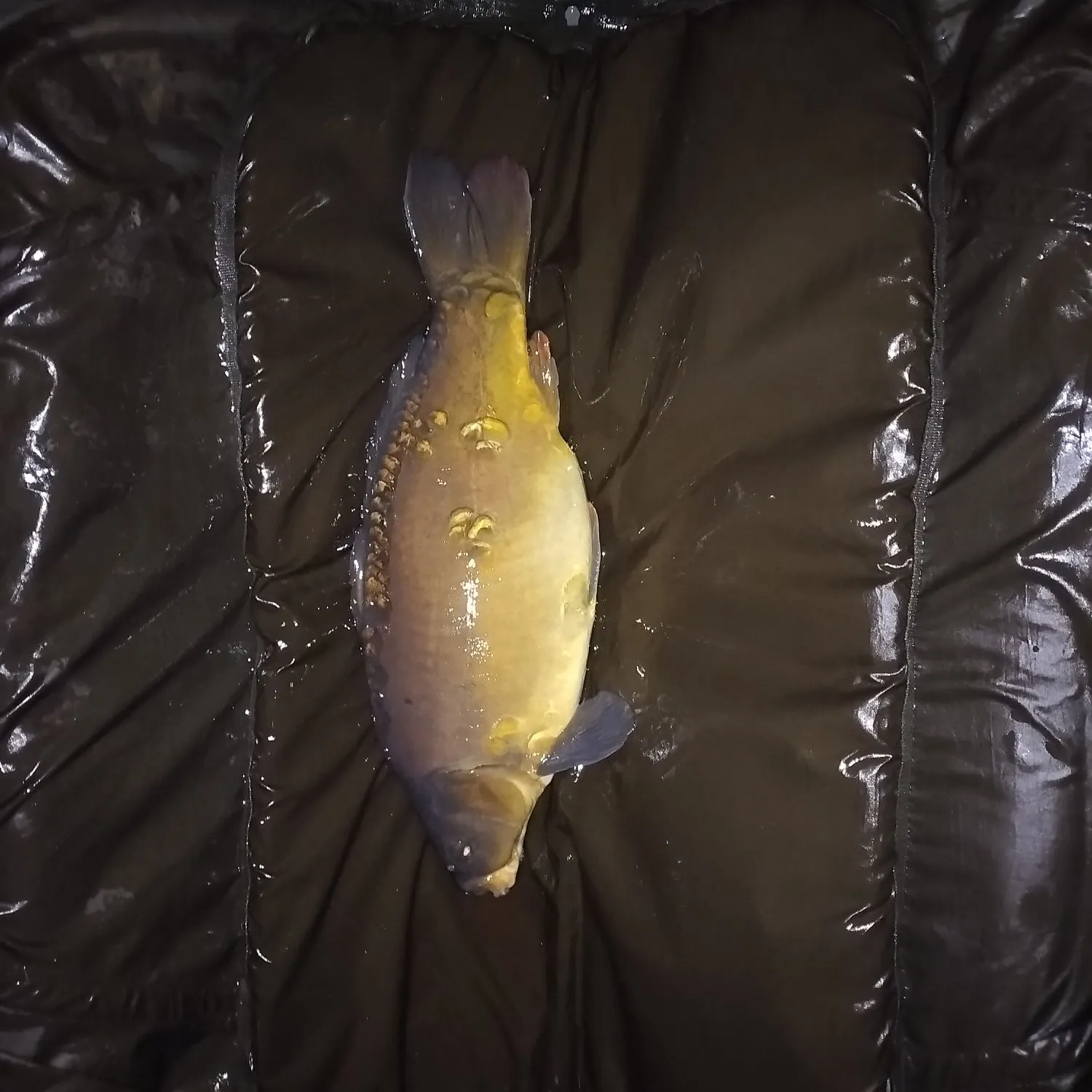 The most recent Mirror carp catches on Fishbrain