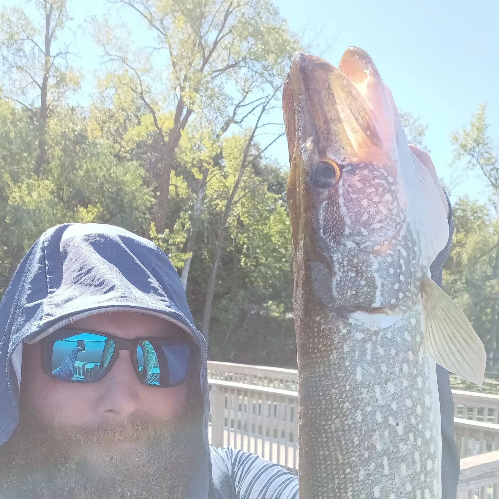 Northern pike caught on Fishbrain
