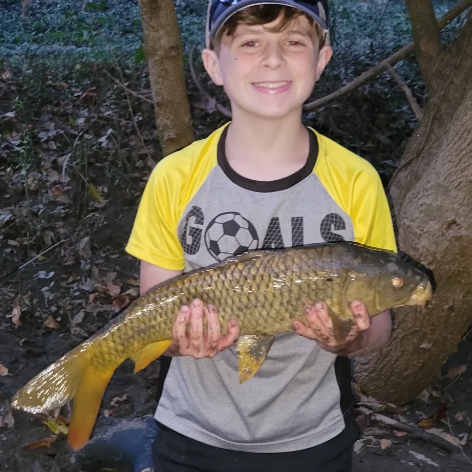 Common carp caught on Fishbrain