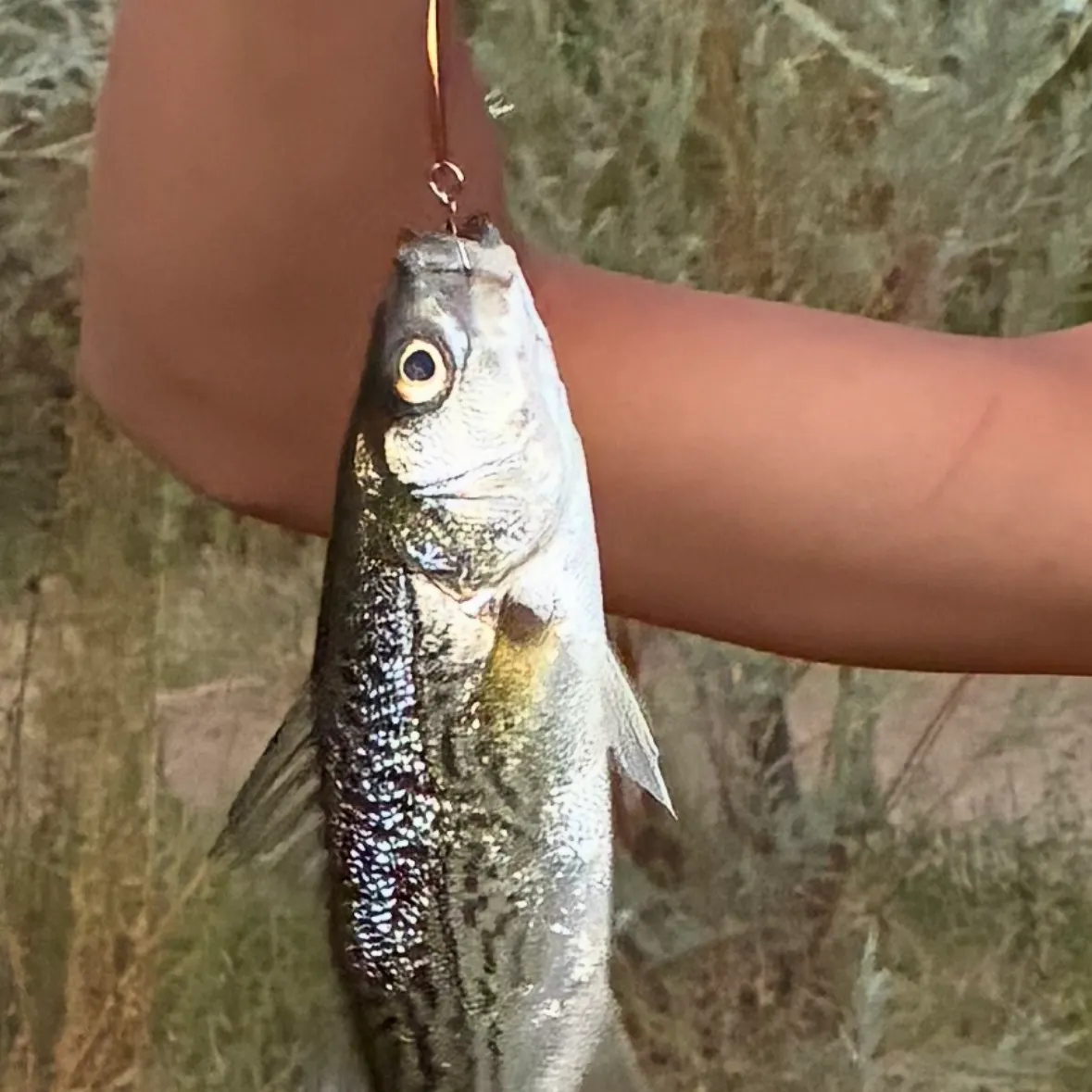 Striped bass caught on Fishbrain