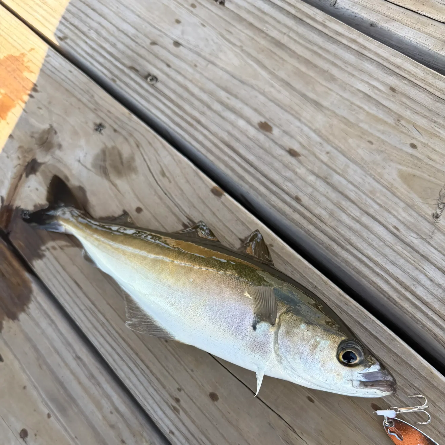 Atlantic pollock caught on Fishbrain