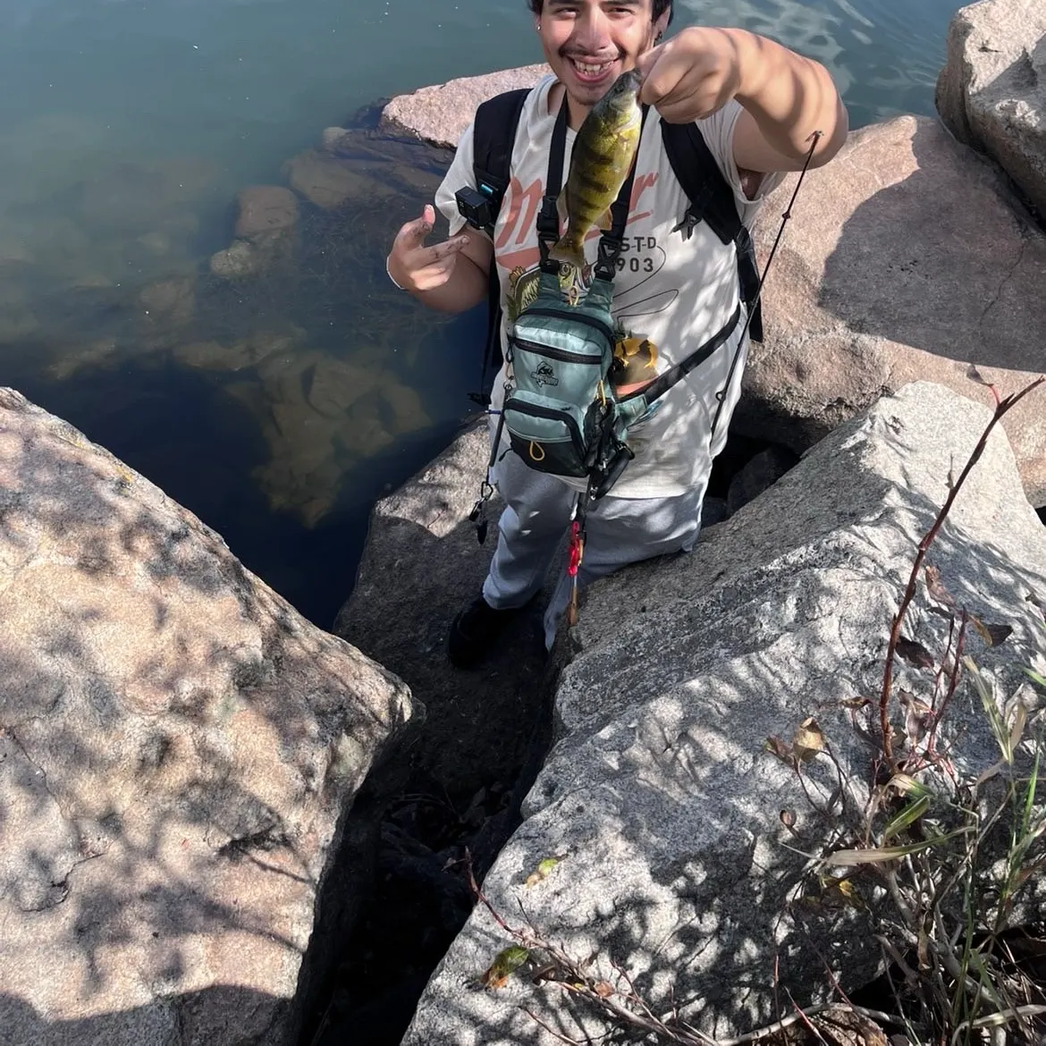 The most recent Yellow perch catches on Fishbrain