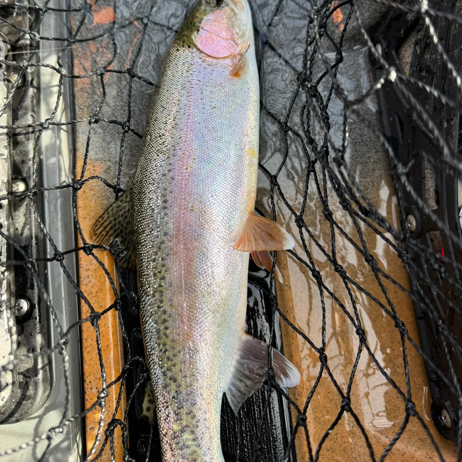 Rainbow trout caught on Fishbrain