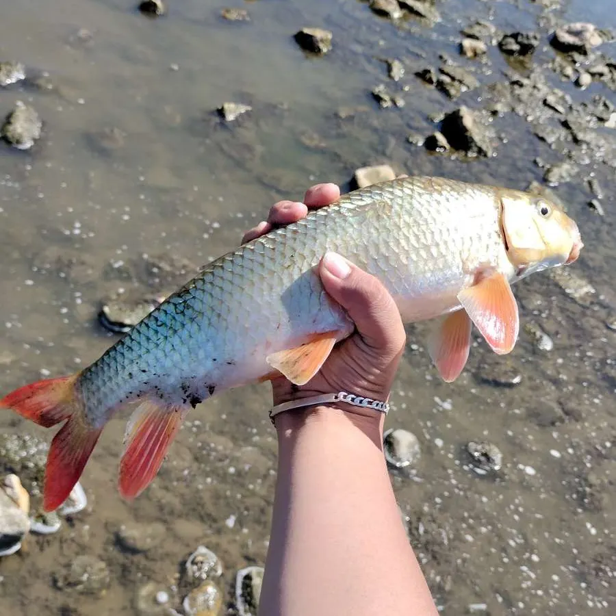 Shorthead redhorse caught on Fishbrain