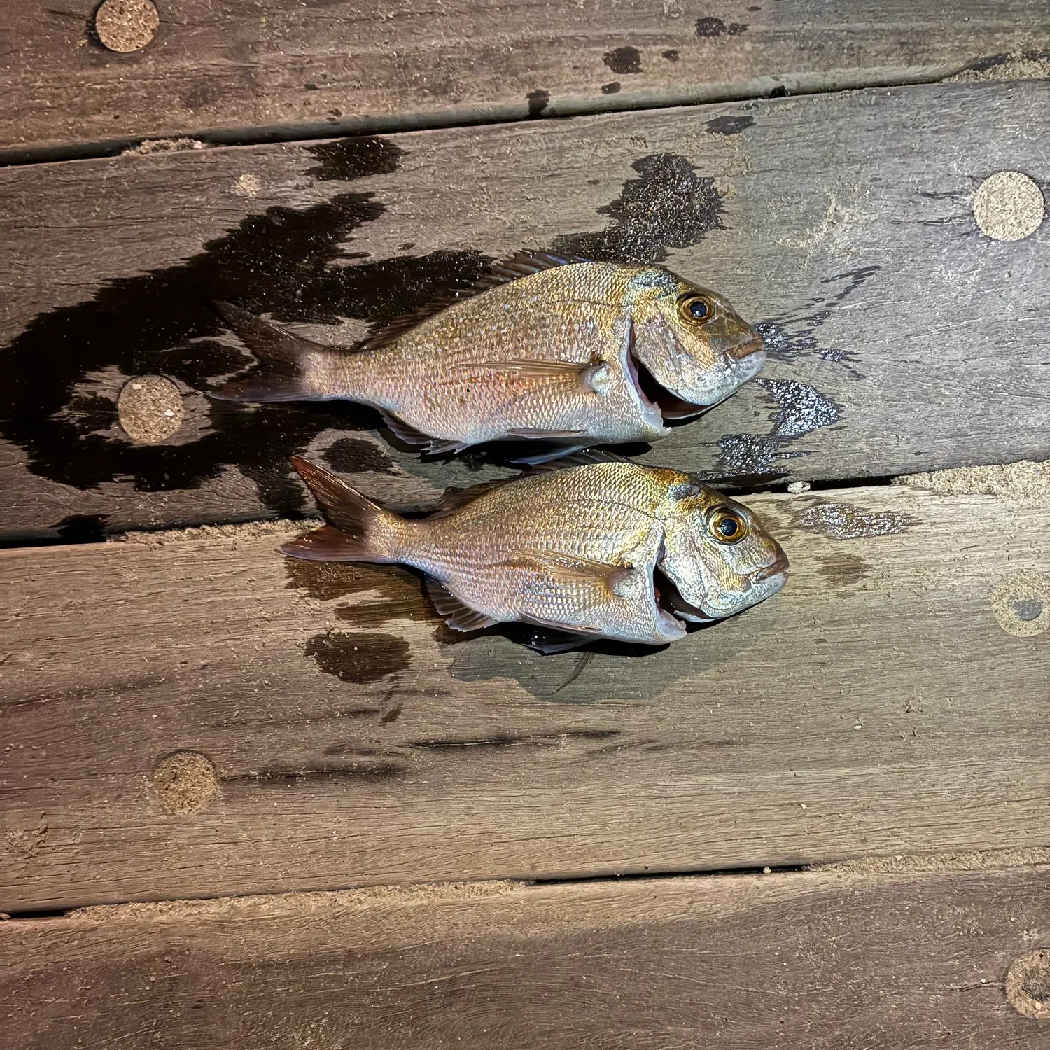 recently logged catches
