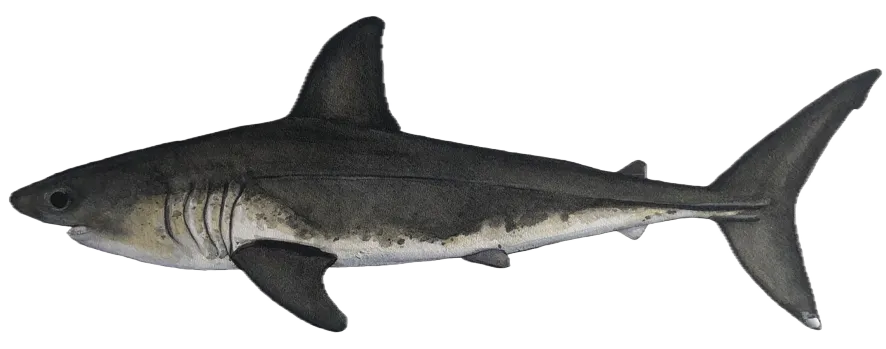 Salmon shark