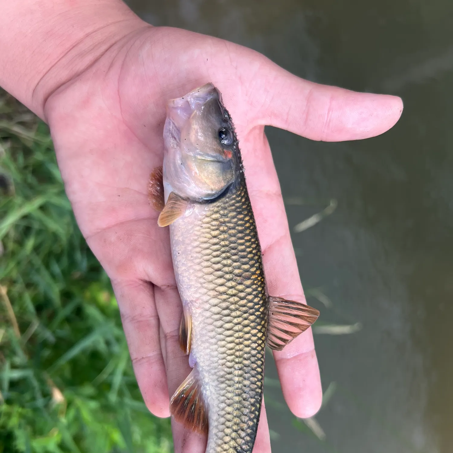 The most recent Hornyhead chub catches on Fishbrain