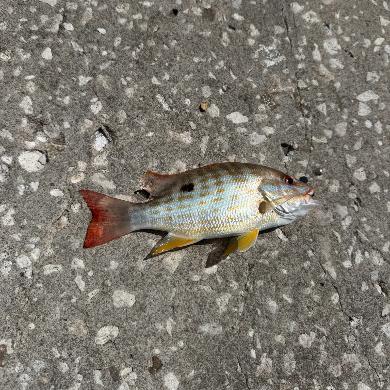 The most recent Lane snapper catches on Fishbrain