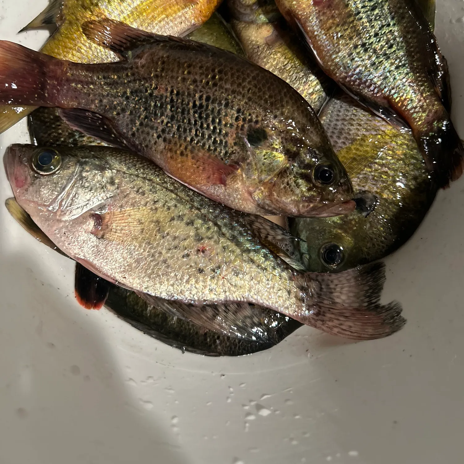 recently logged catches