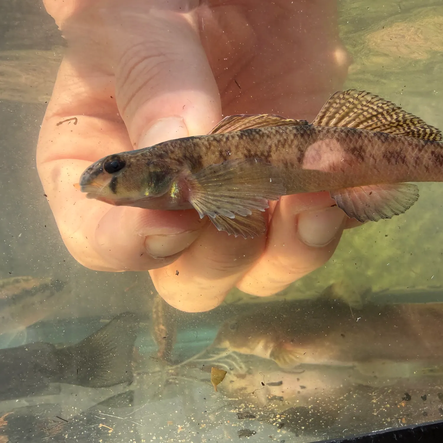 The most recent Southern tesselated darter catches on Fishbrain