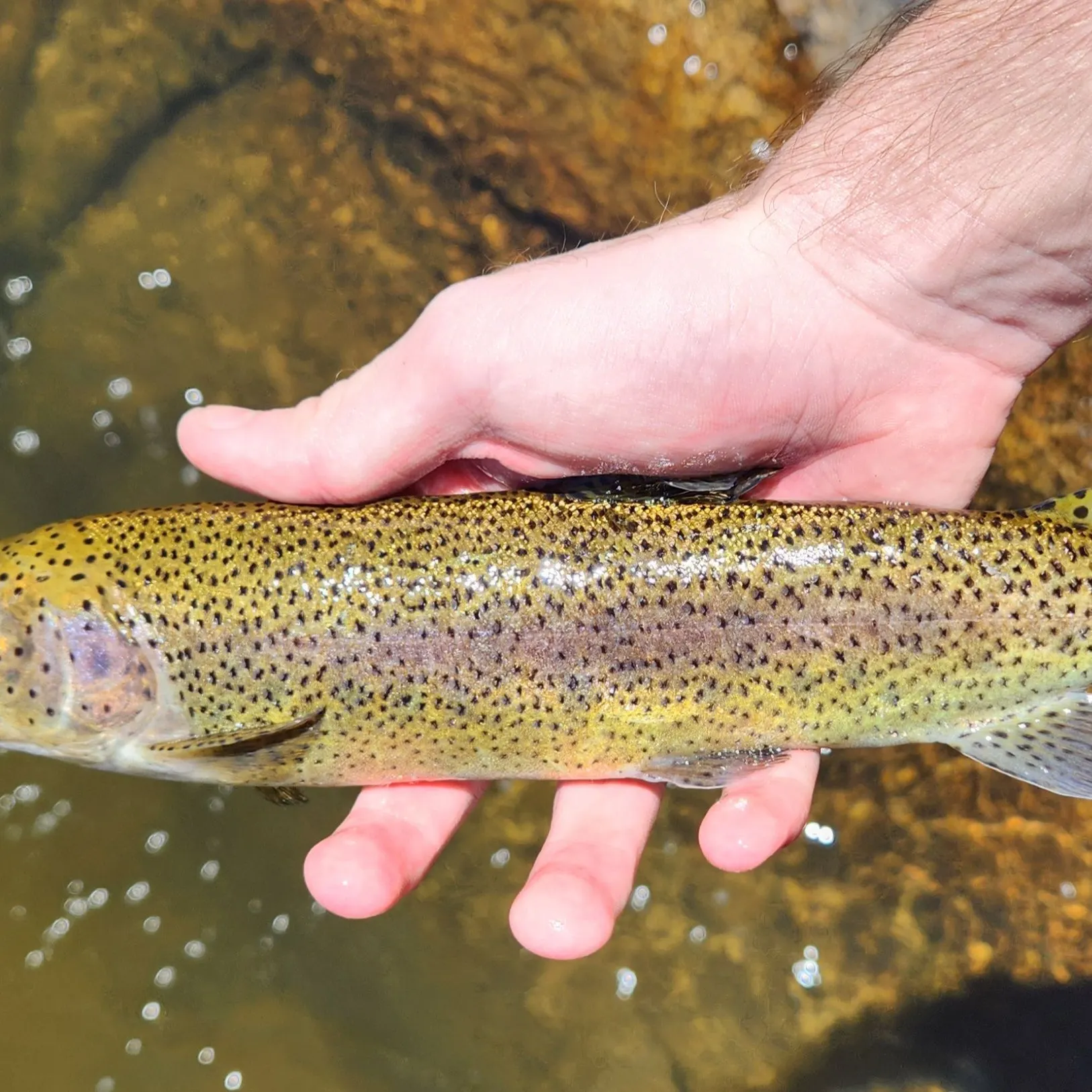 The most recent Kern River Rainbow Trout catches on Fishbrain