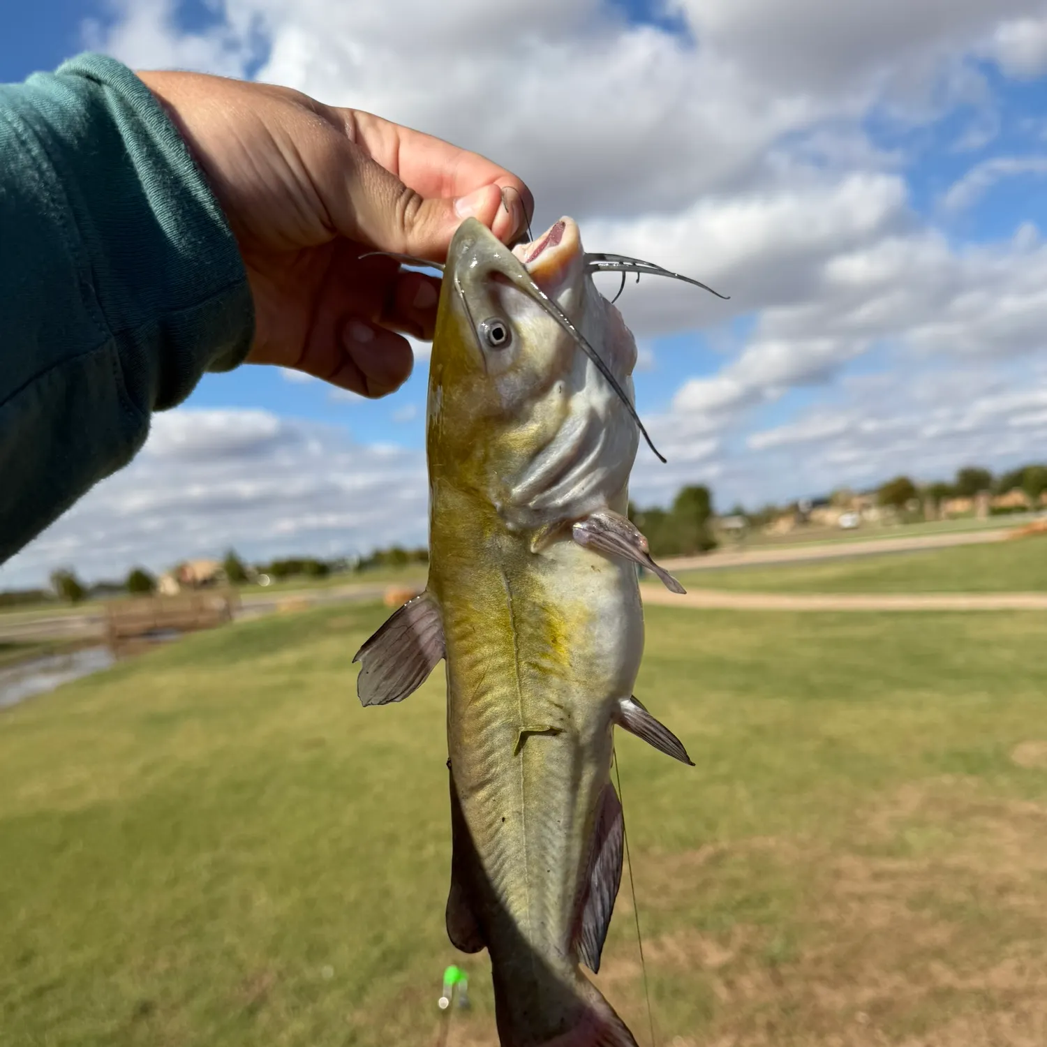 Black bullhead caught on Fishbrain