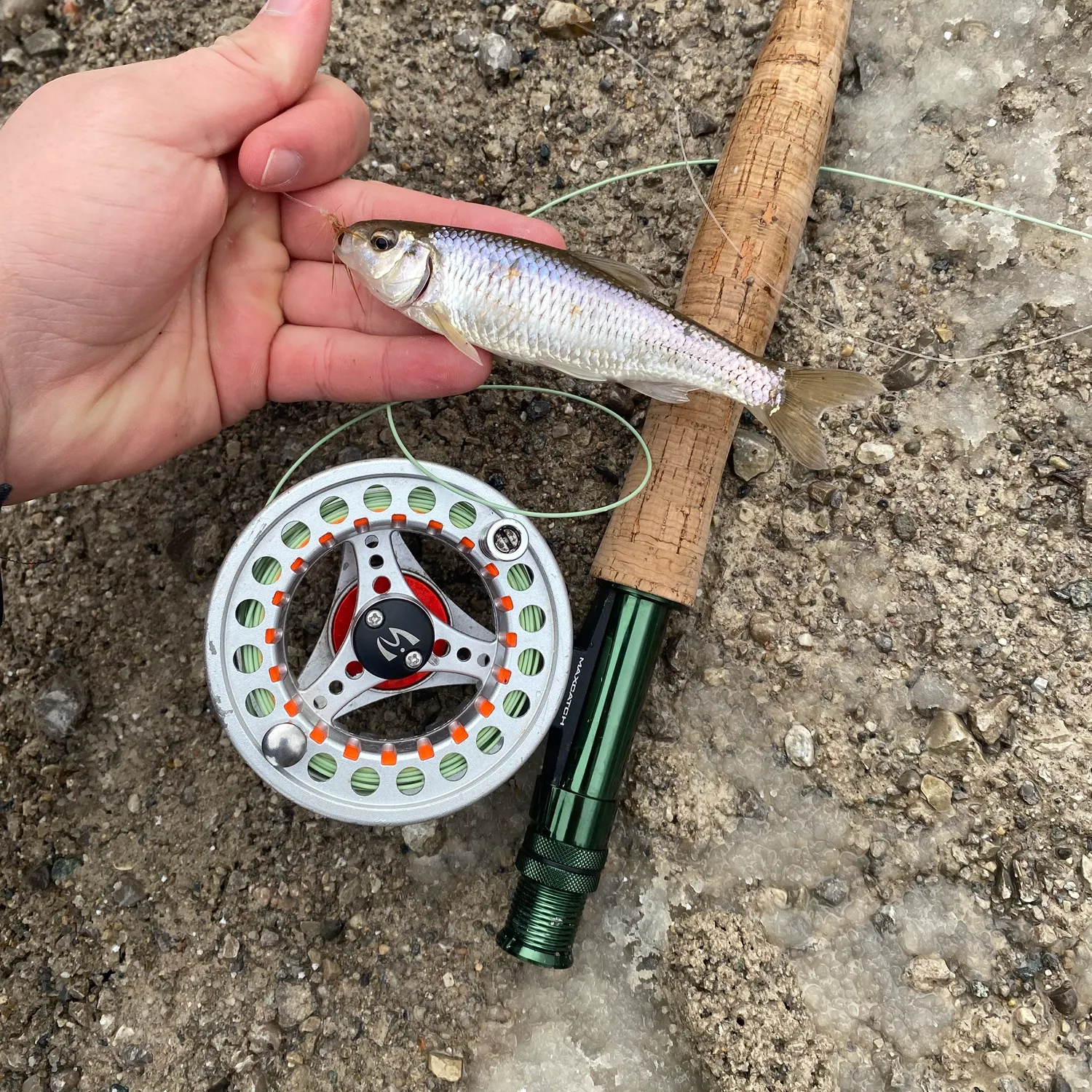 The most recent Common shiner catches on Fishbrain