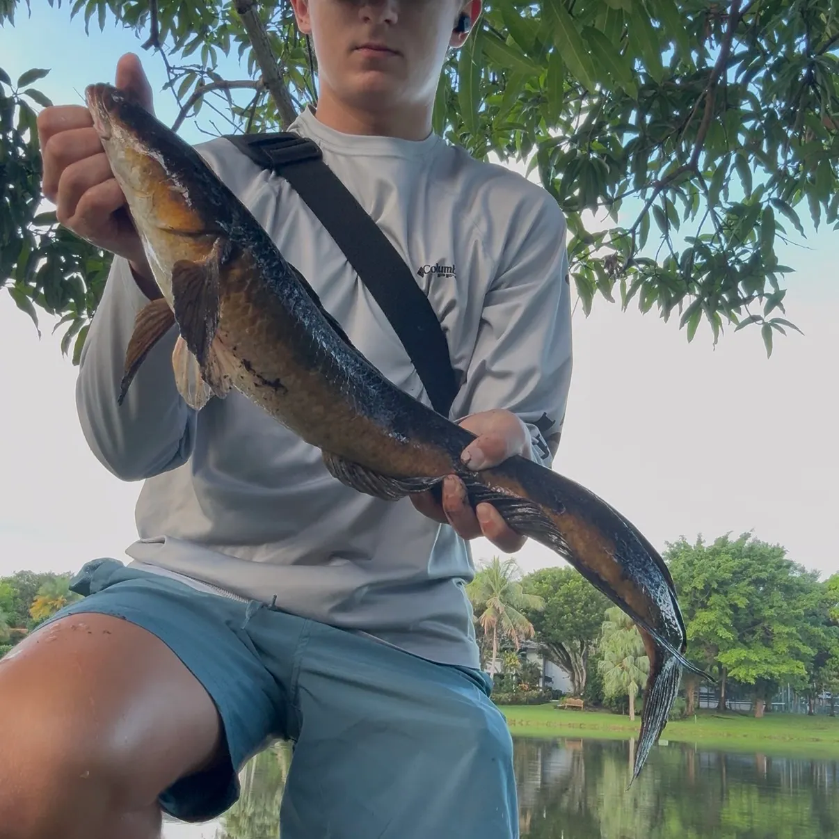 Goldline snakehead caught on Fishbrain