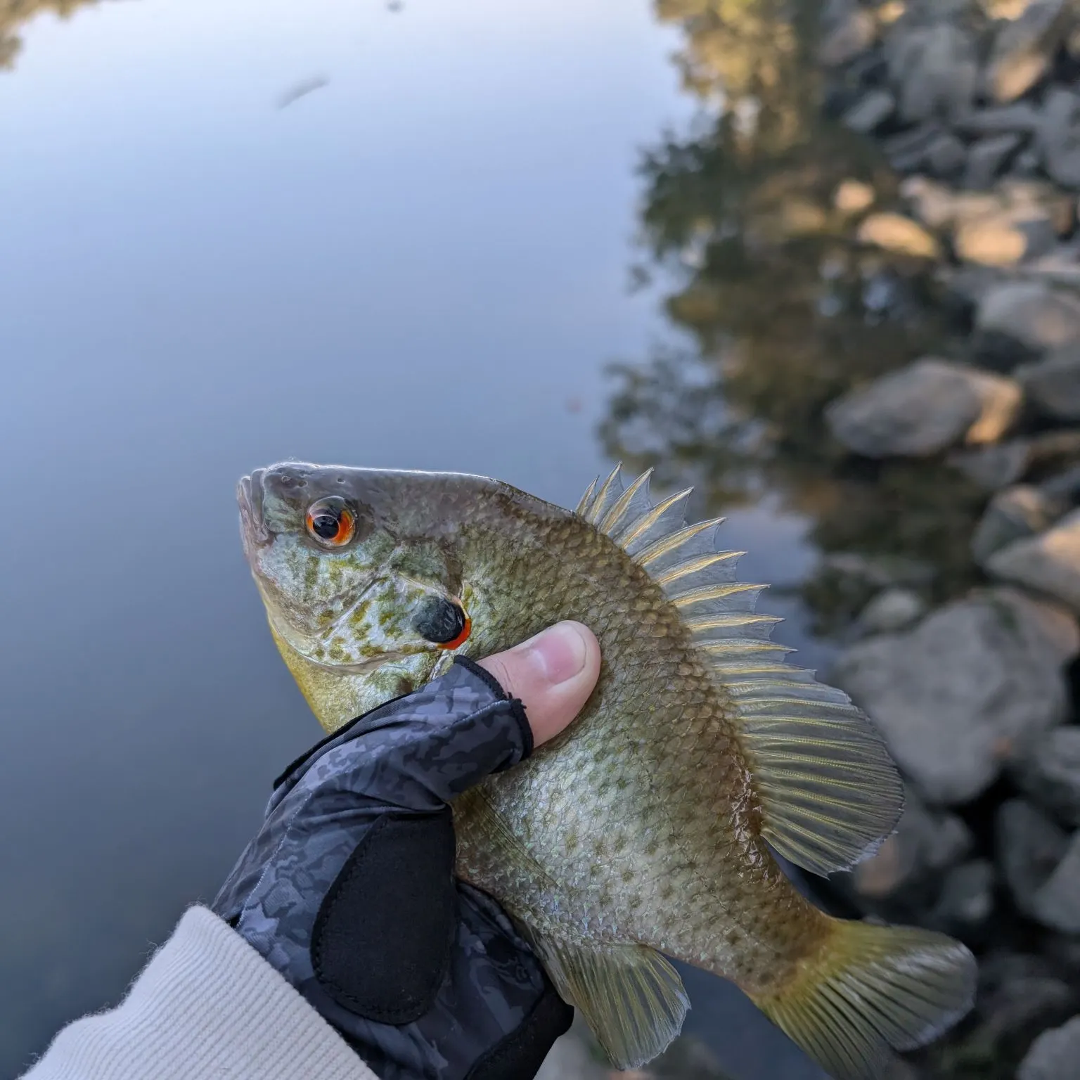 Redear sunfish caught on Fishbrain
