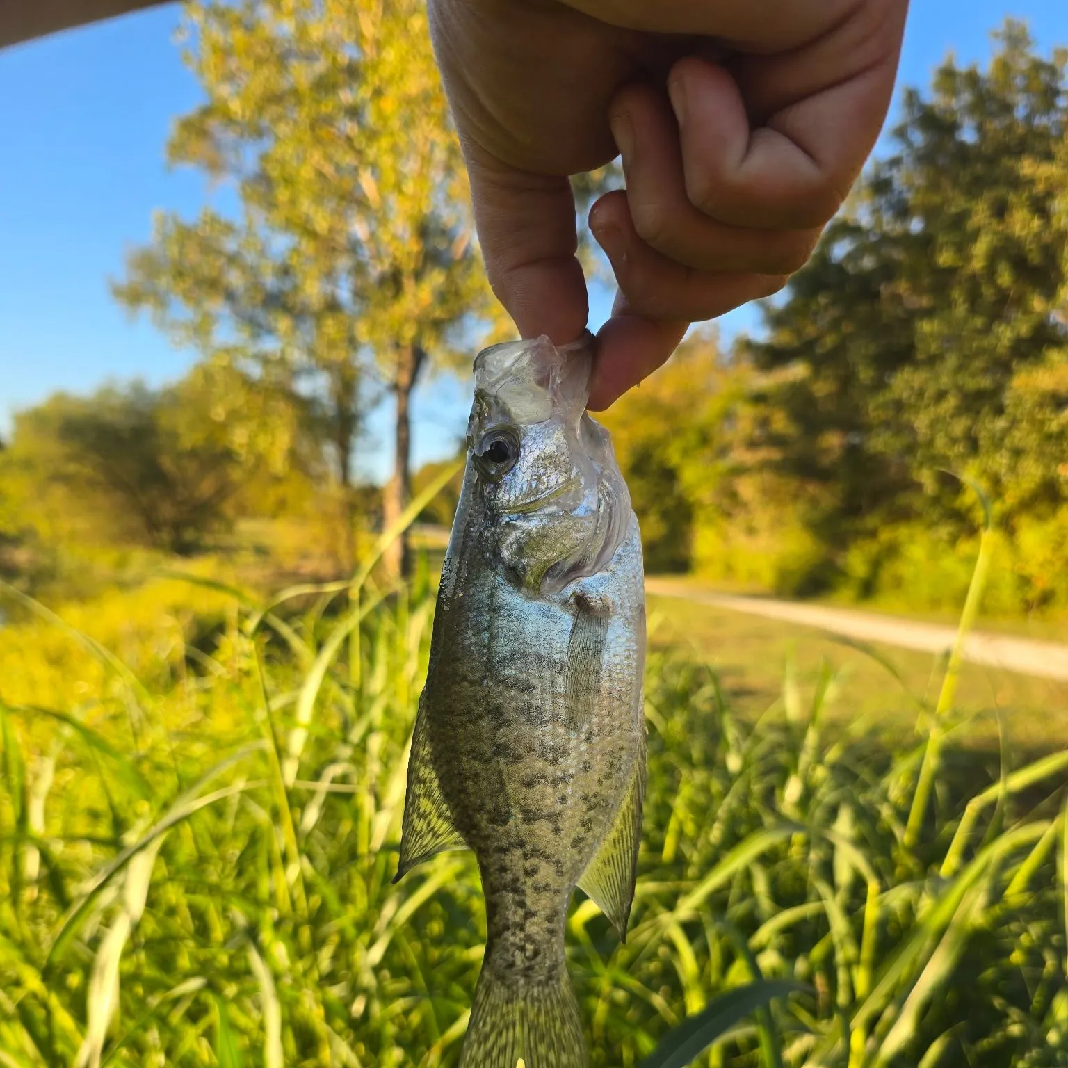 White crappie caught on Fishbrain