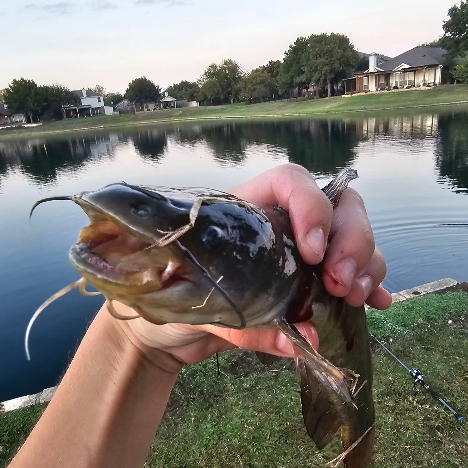 Black bullhead caught on Fishbrain