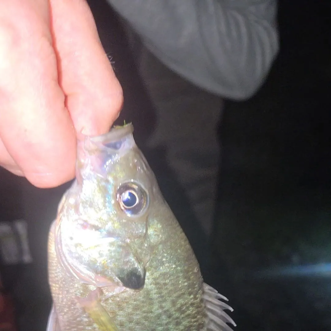Greengill hybrid caught on Fishbrain