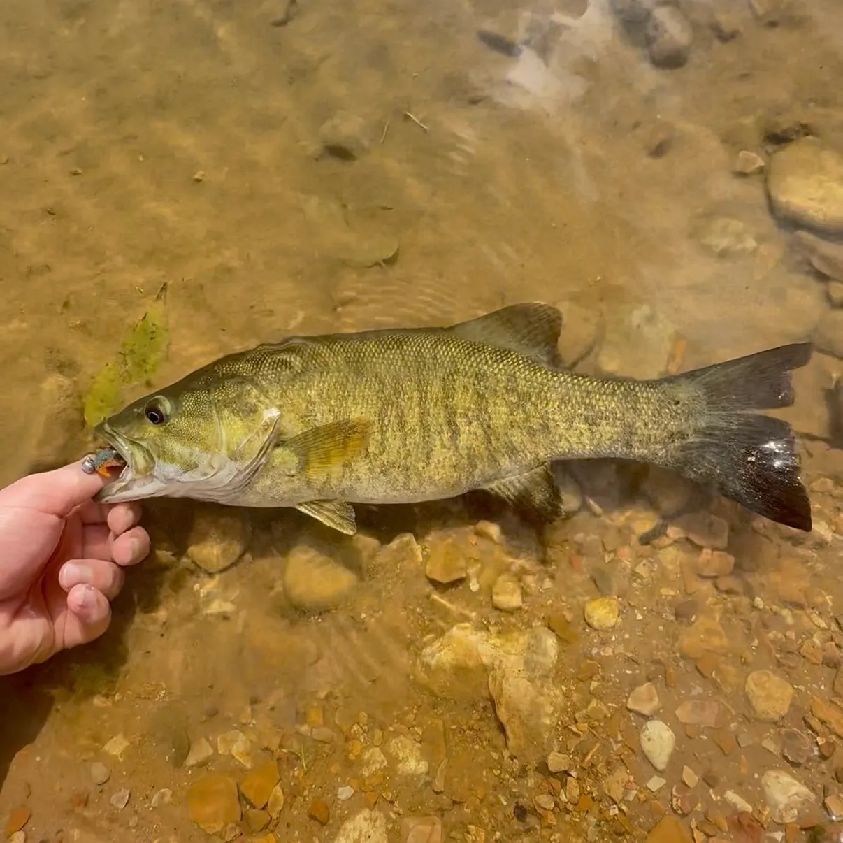 Smallmouth bass caught on Fishbrain