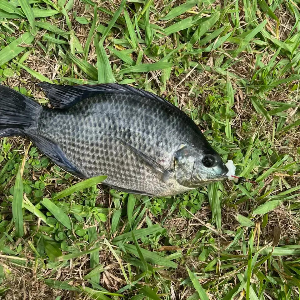 The most recent Mozambique tilapia catches on Fishbrain