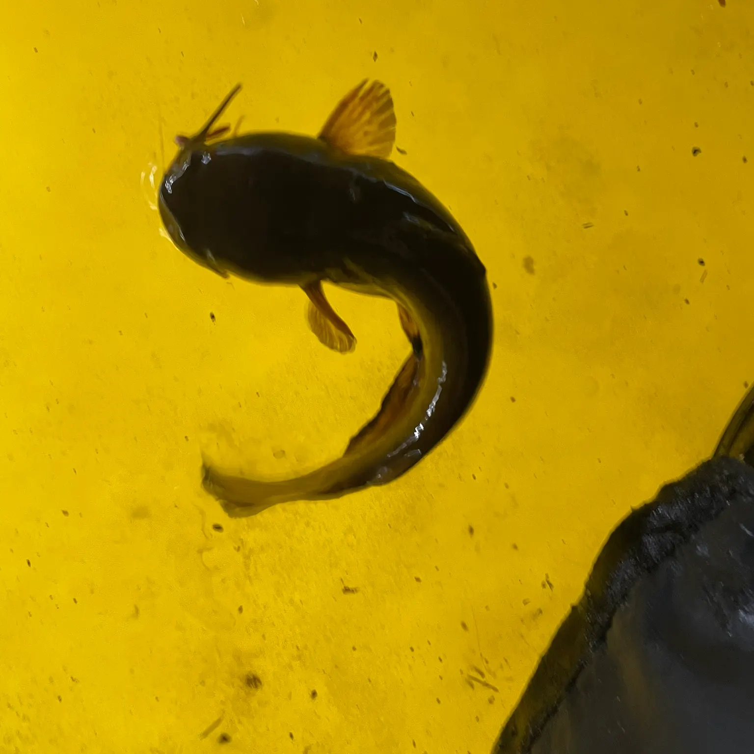 The most recent Black bullhead catches on Fishbrain