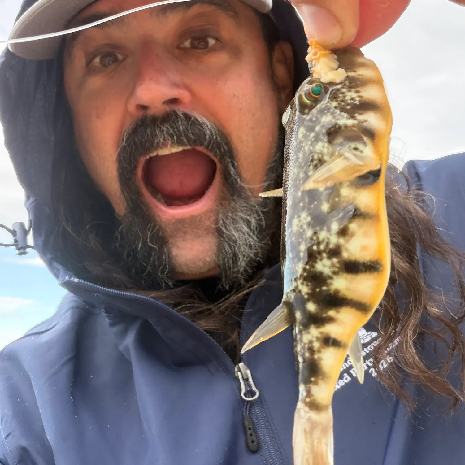 Northern puffer caught on Fishbrain