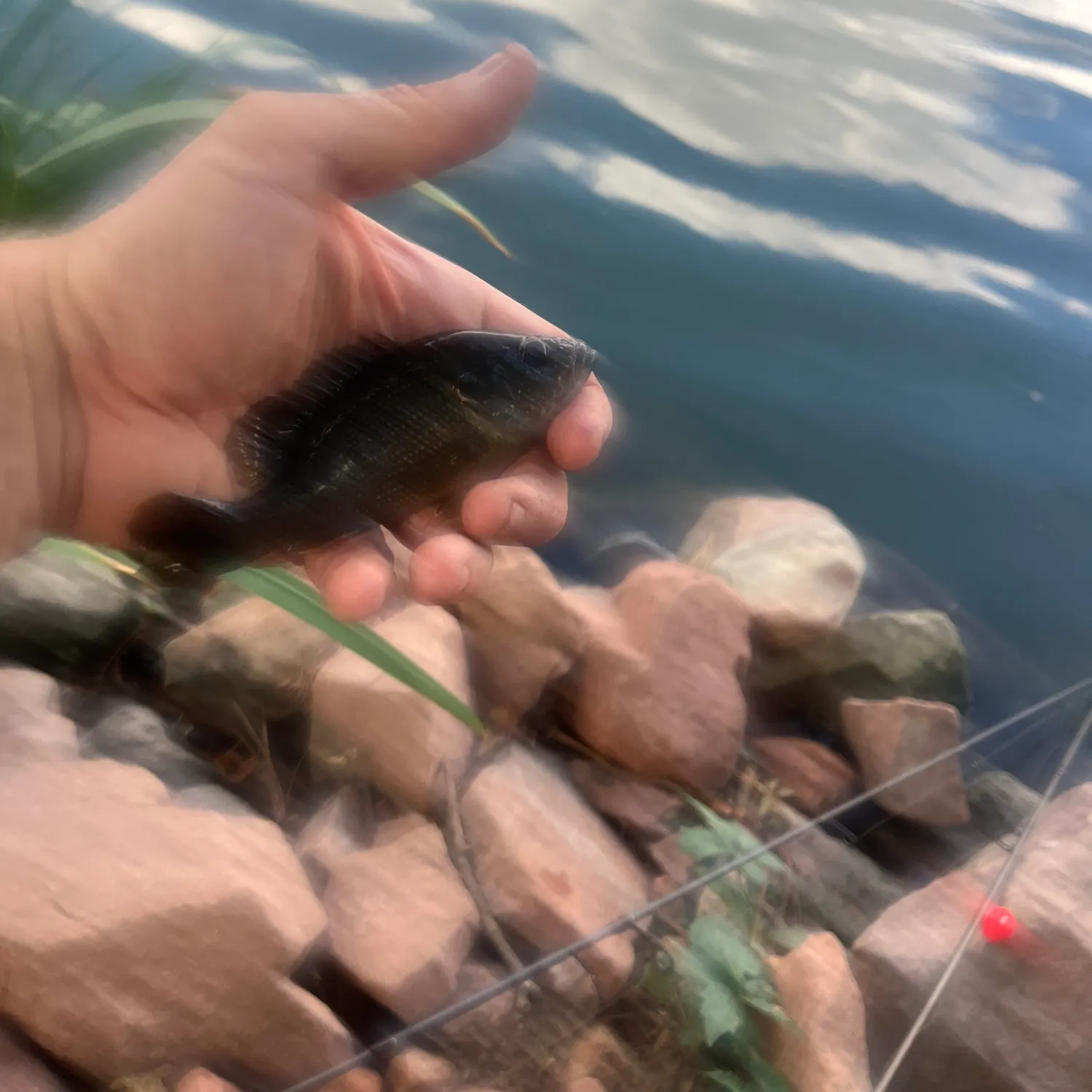 Green sunfish caught on Fishbrain