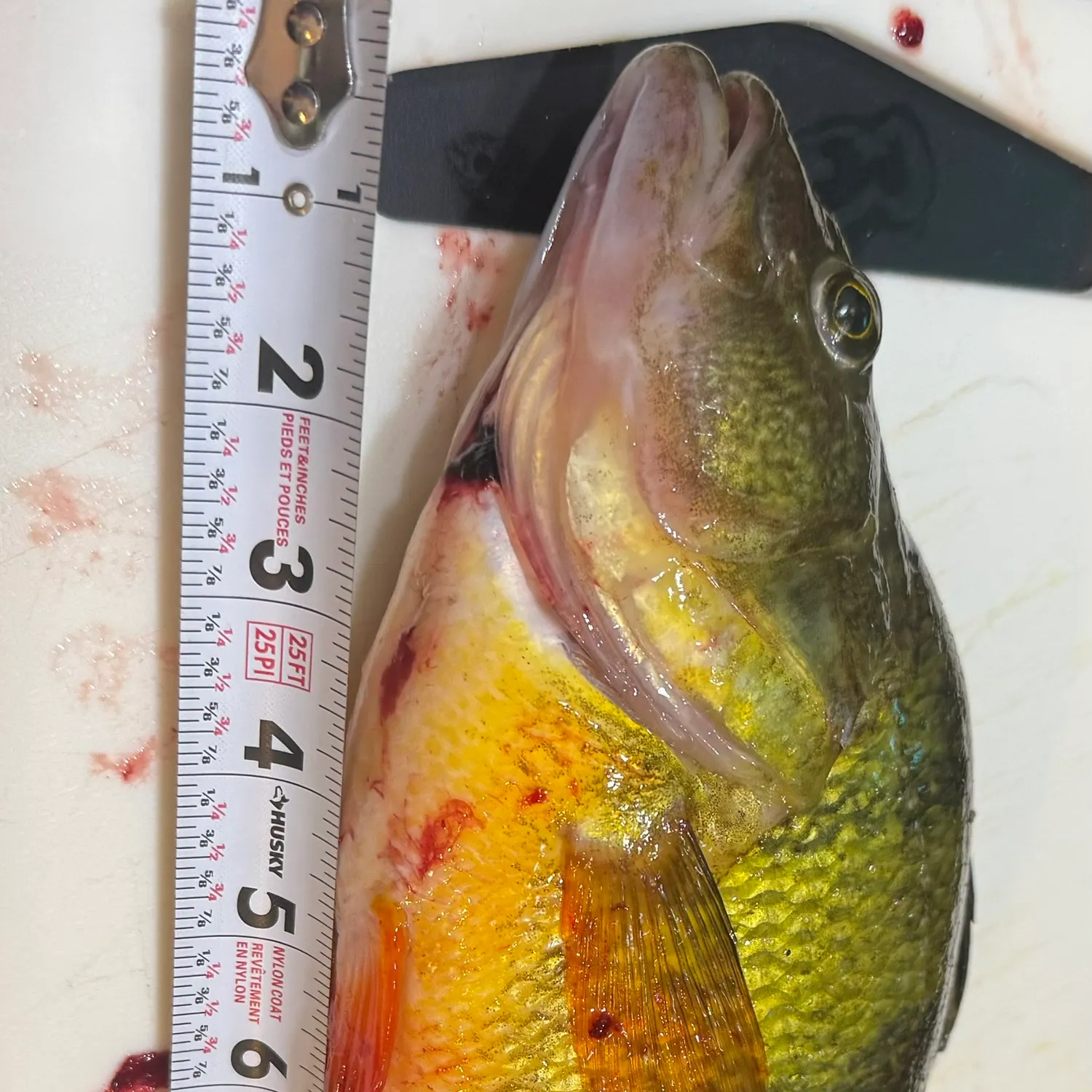 recently logged catches