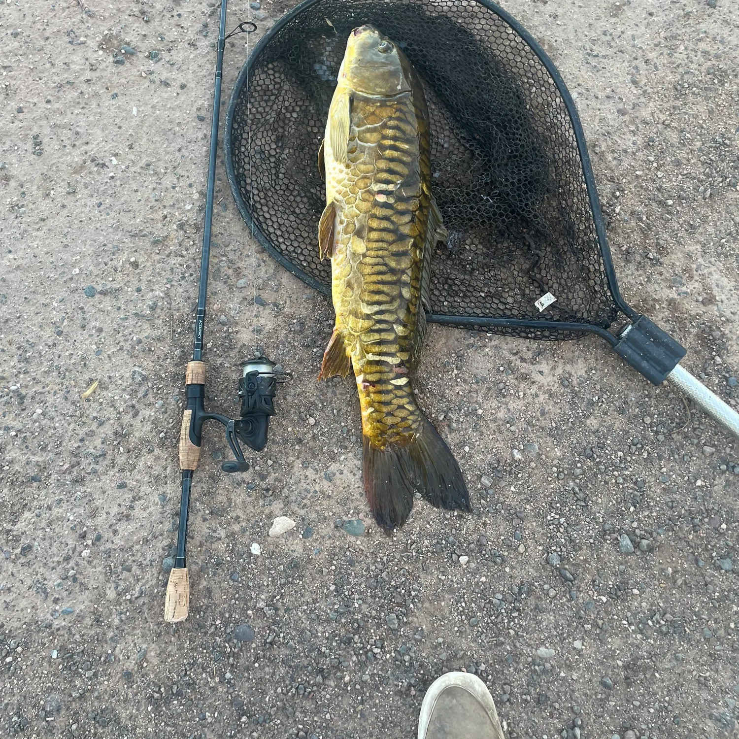 The most recent Mirror carp catches on Fishbrain