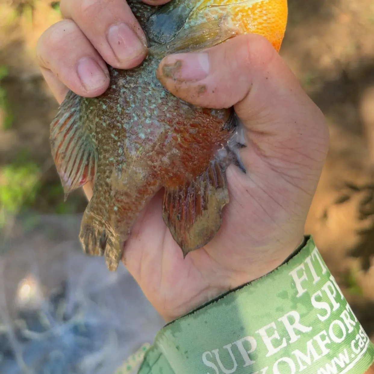 Longear sunfish caught on Fishbrain
