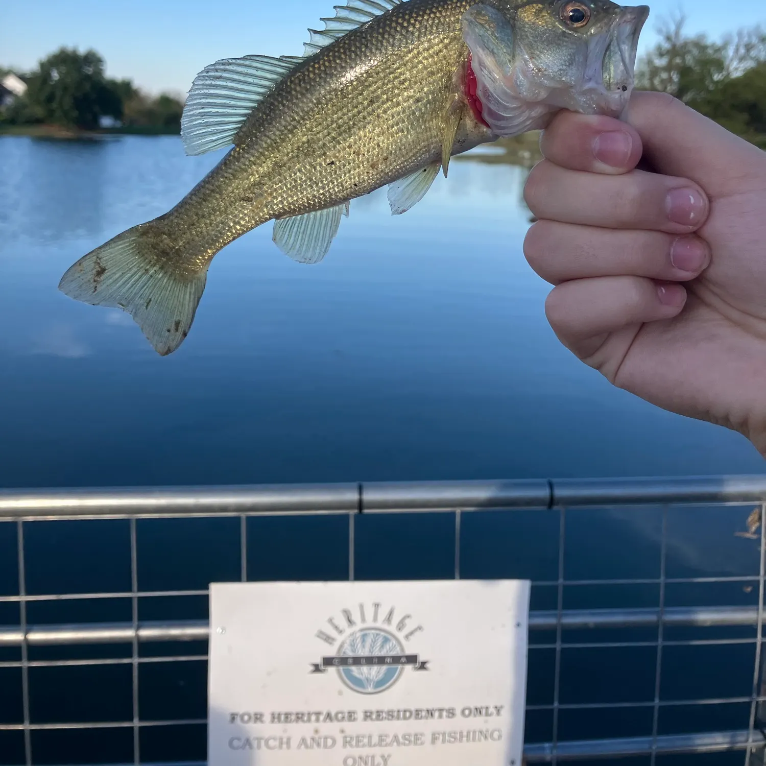 Spotted bass caught on Fishbrain