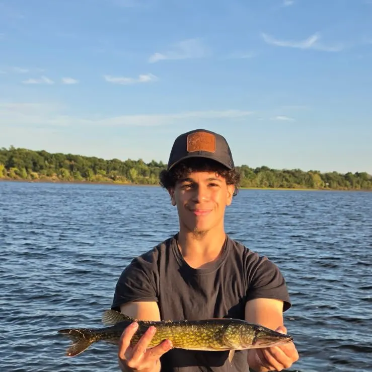 Chain pickerel caught on Fishbrain
