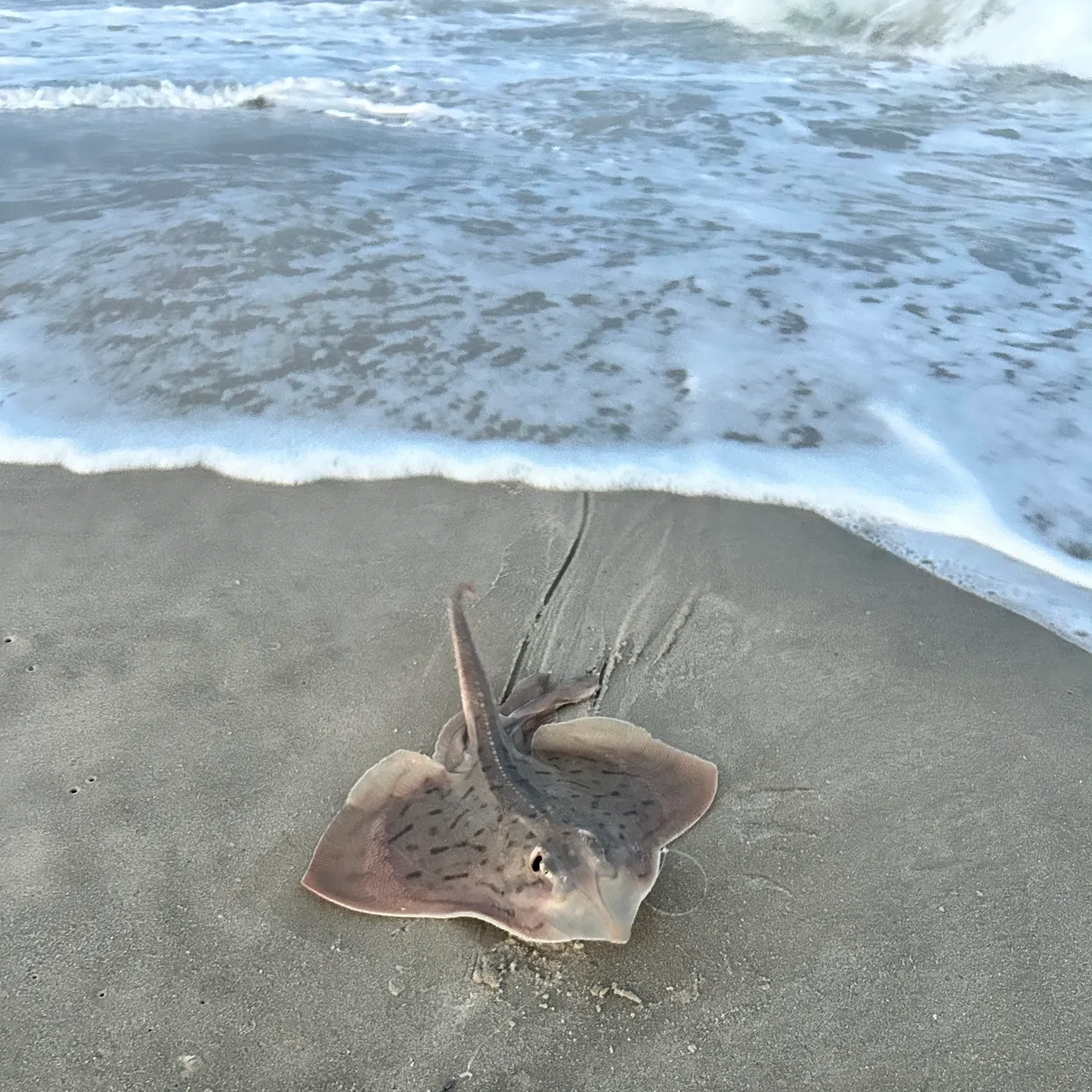 The most recent Clearnose skate catches on Fishbrain
