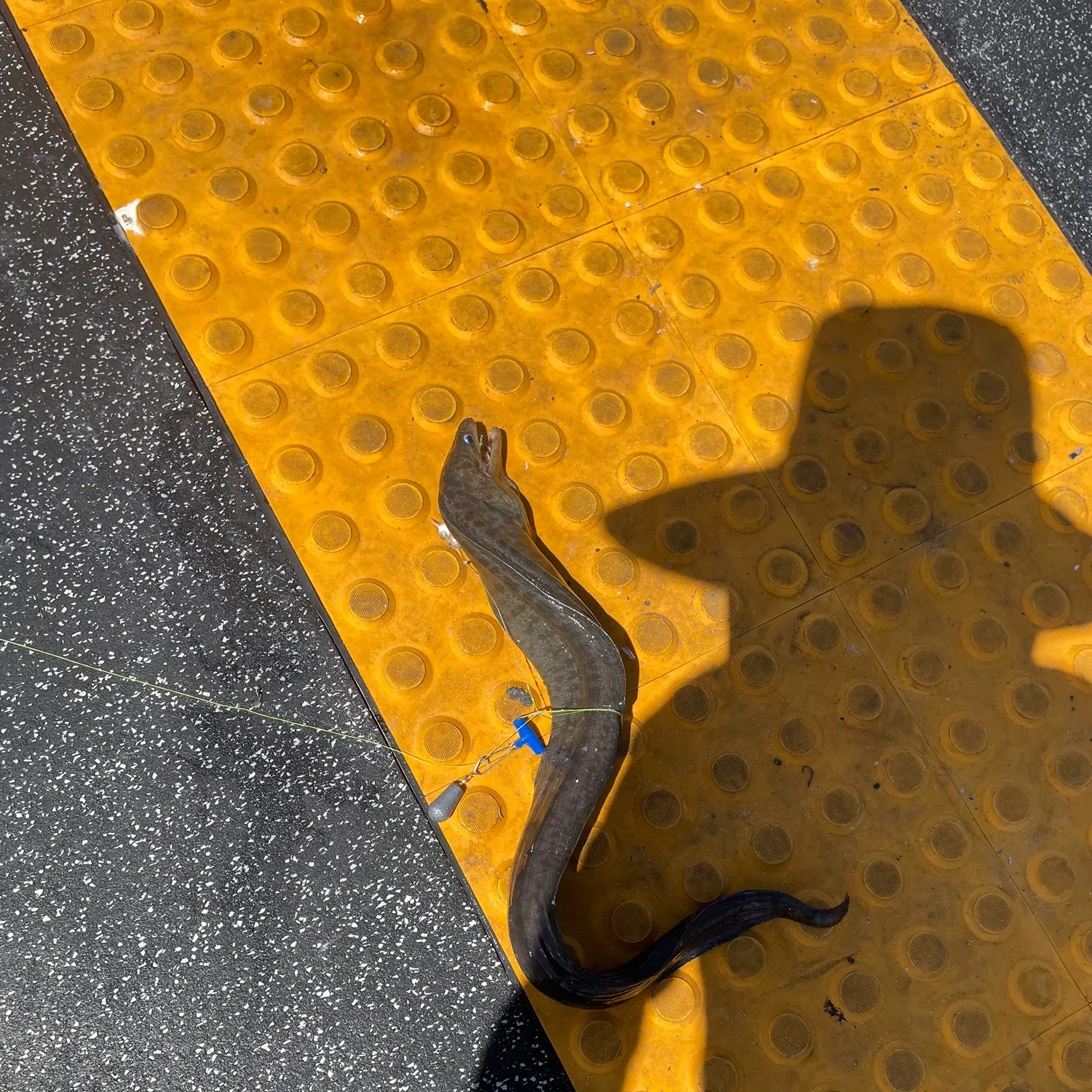 The most recent Green moray catches on Fishbrain