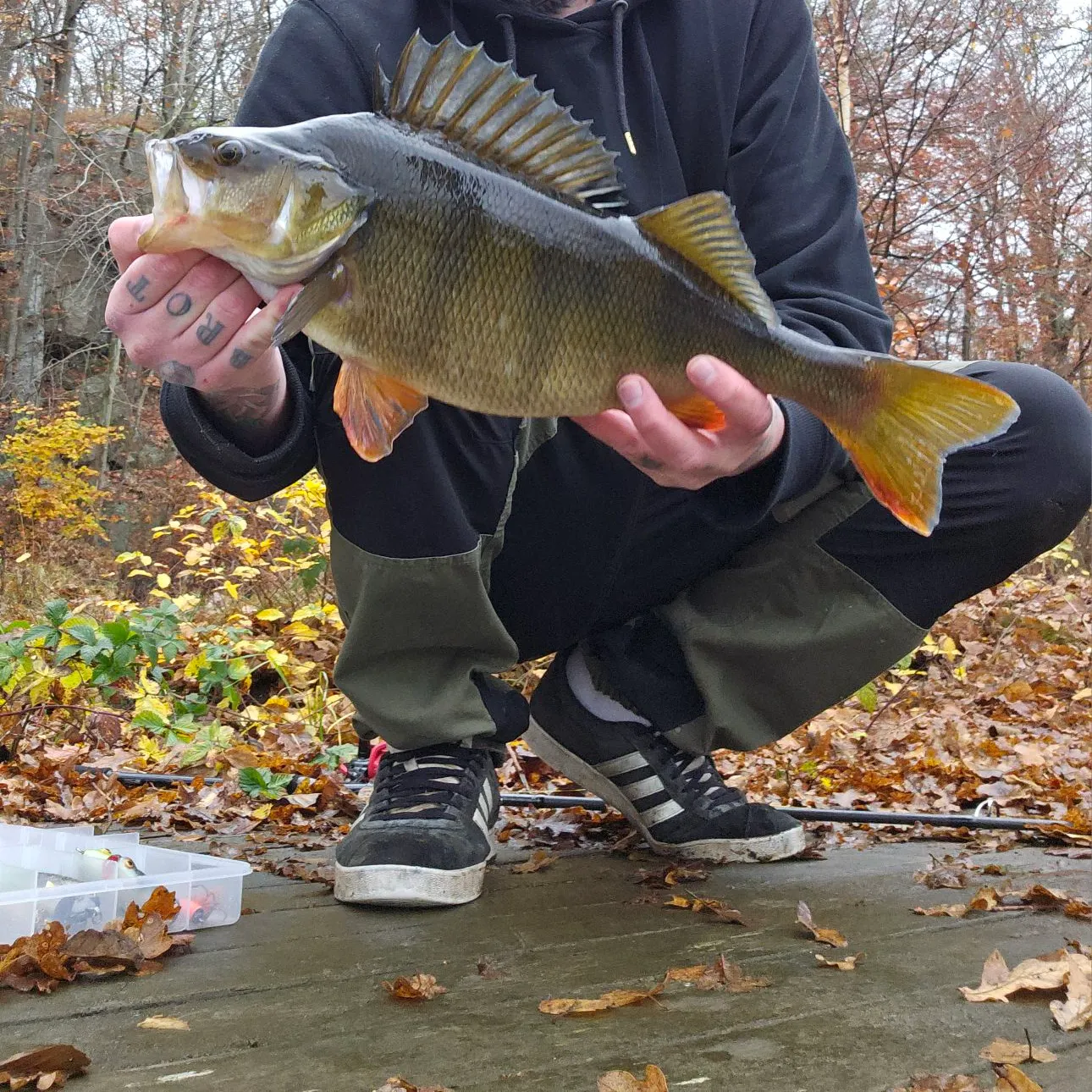 European perch caught on Fishbrain