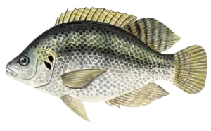 Mozambique tilapia