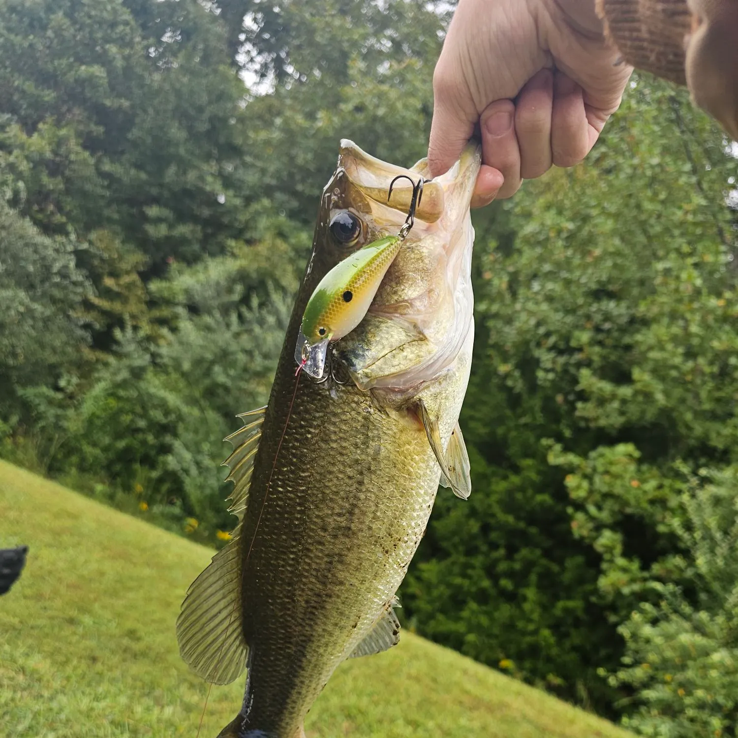 Fish caught on Fishbrain