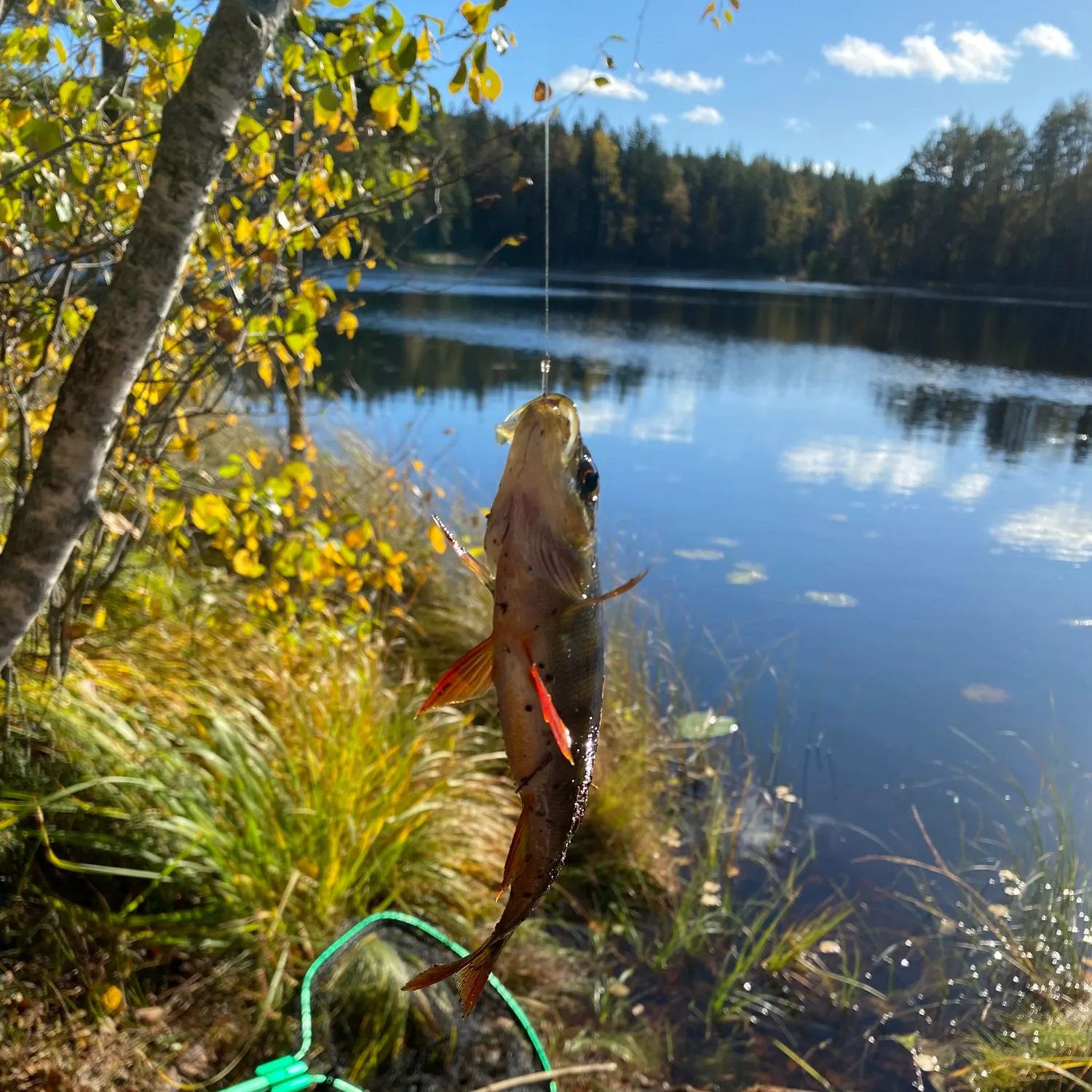 European perch caught on Fishbrain