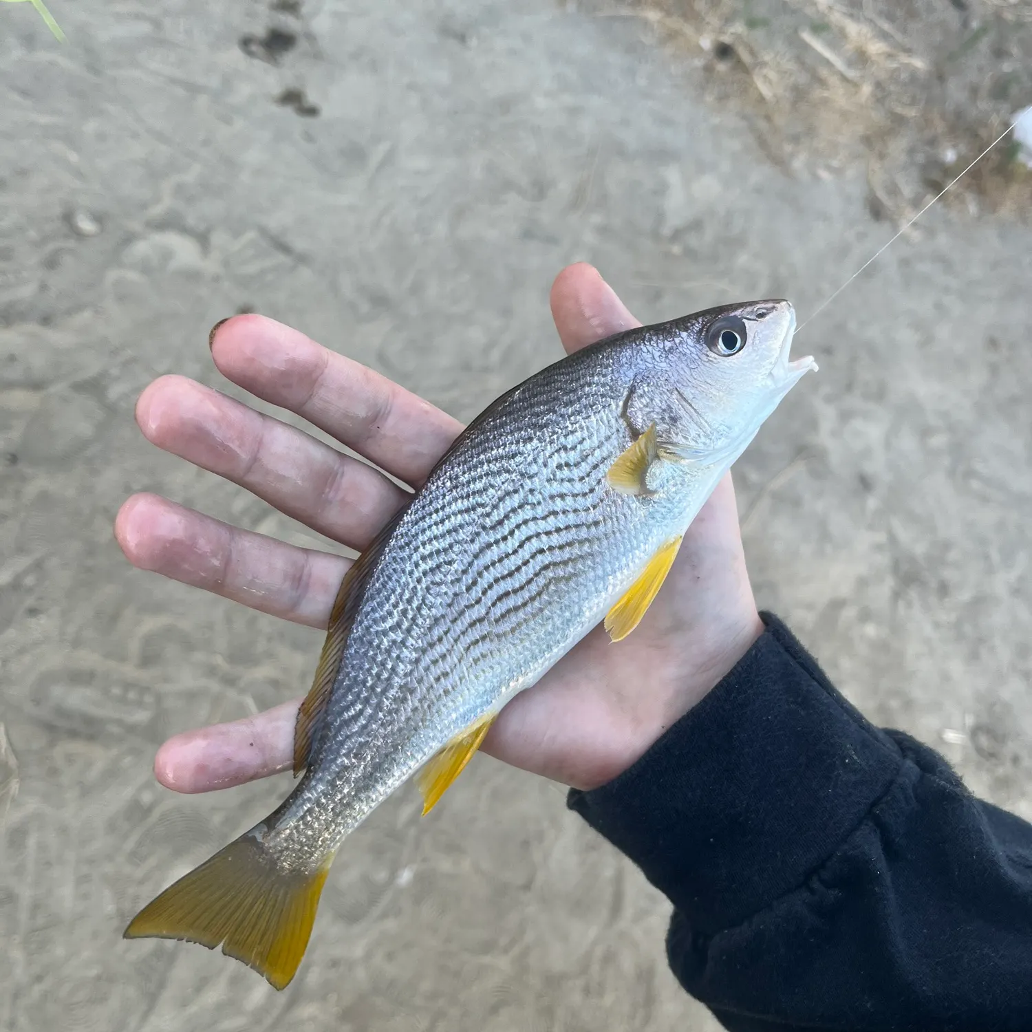 The most recent Yellowfin croaker catches on Fishbrain