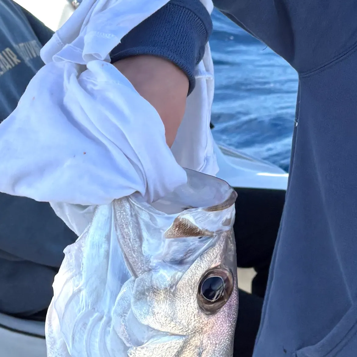 The most recent Pearl perch catches on Fishbrain