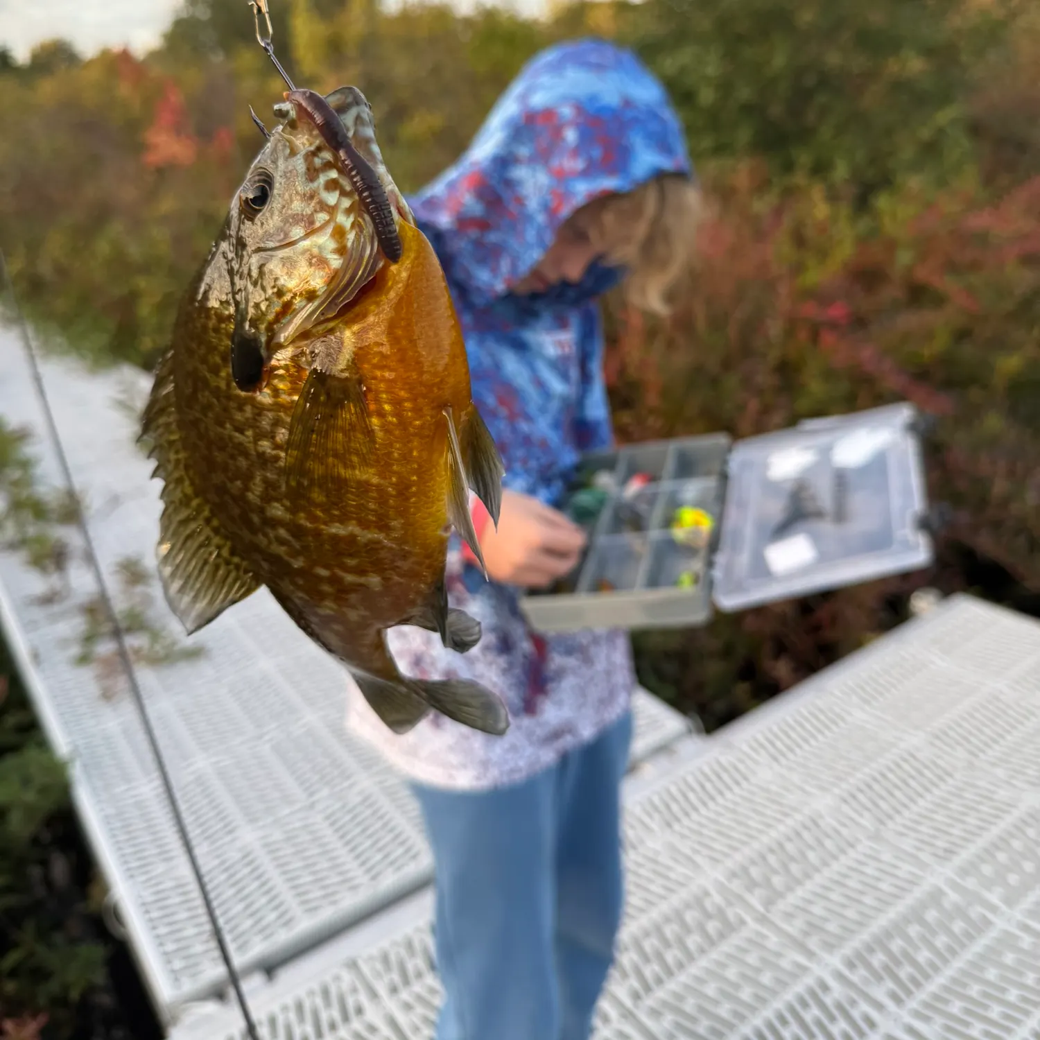 Pumpkinseed caught on Fishbrain