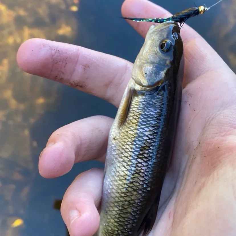 Creek chub caught on Fishbrain