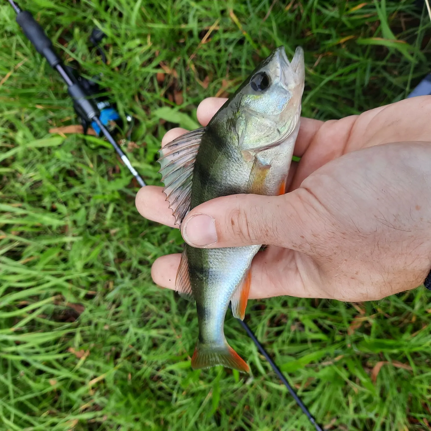 angler catch