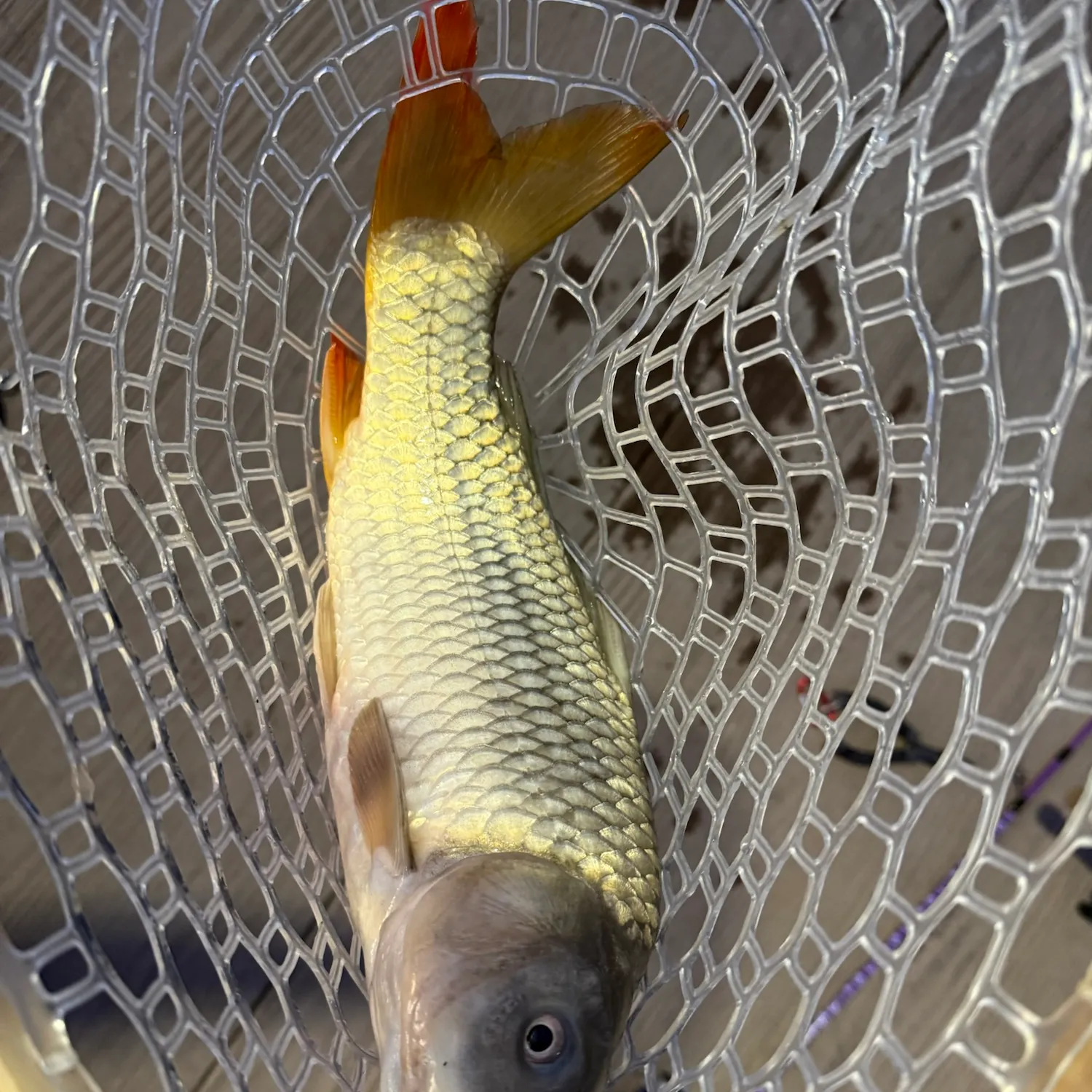 Common carp caught on Fishbrain