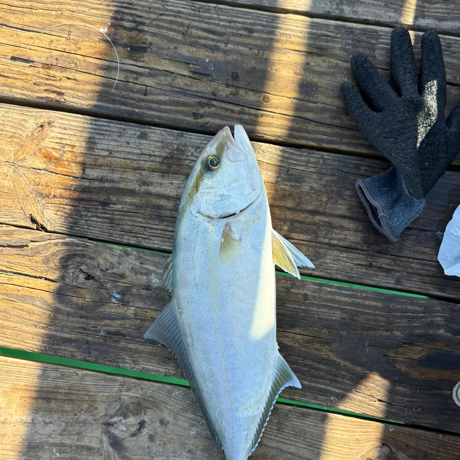 The most recent Almaco jack catches on Fishbrain