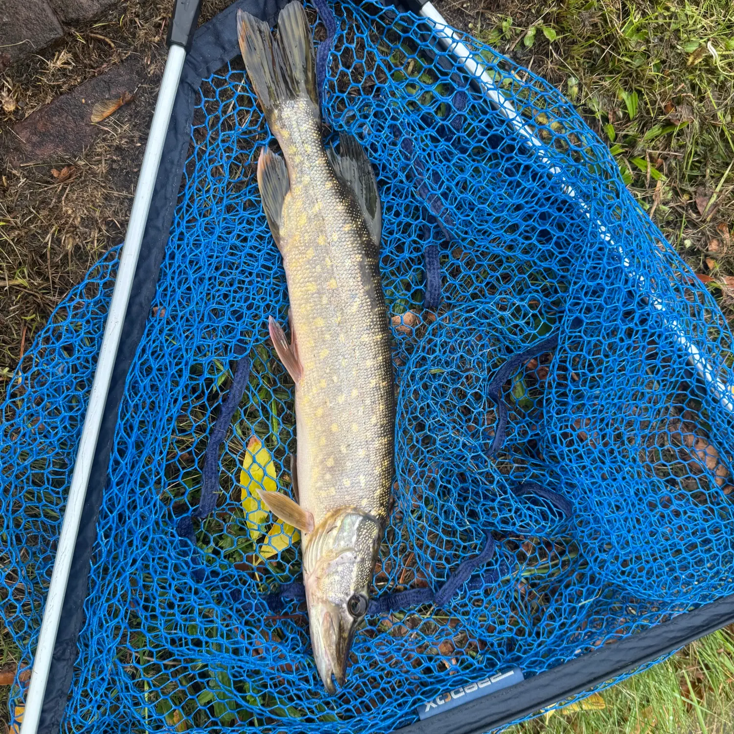 Northern pike caught on Fishbrain
