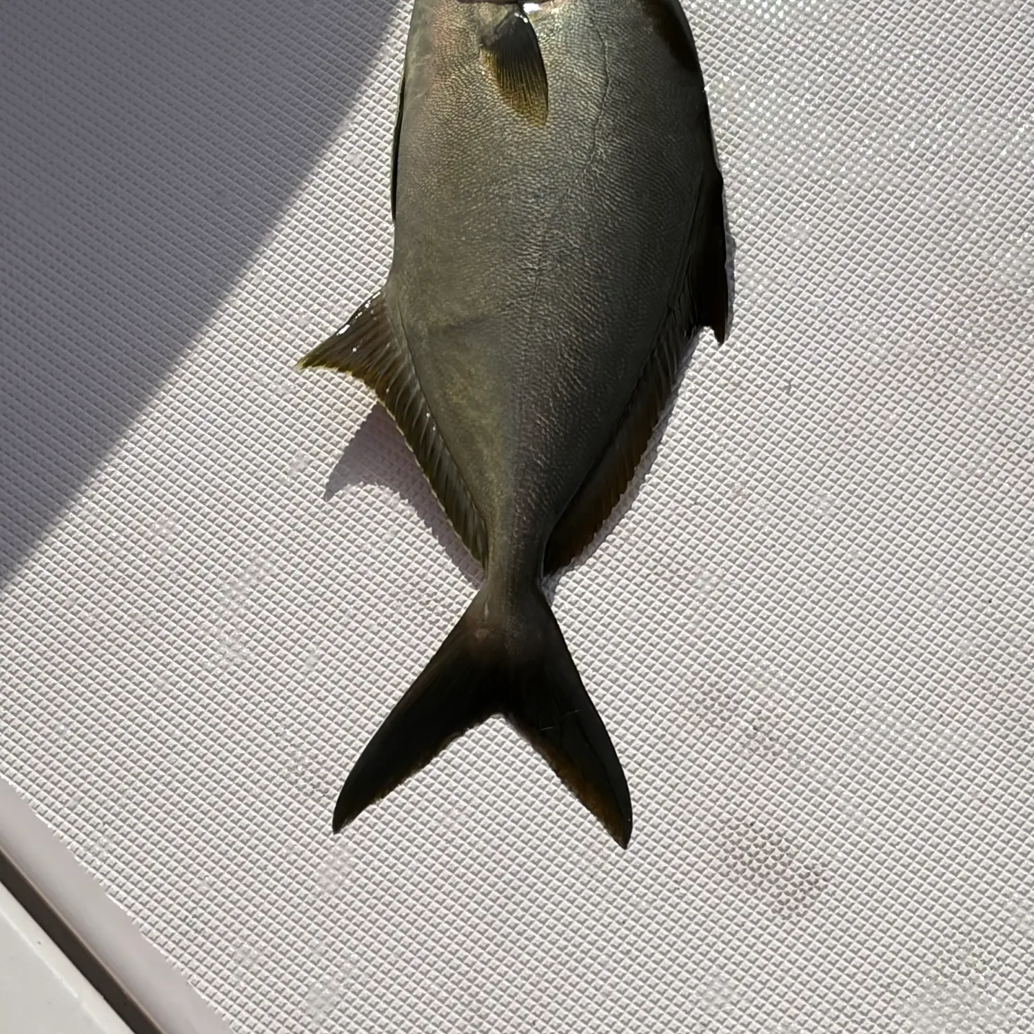 The most recent Almaco jack catches on Fishbrain