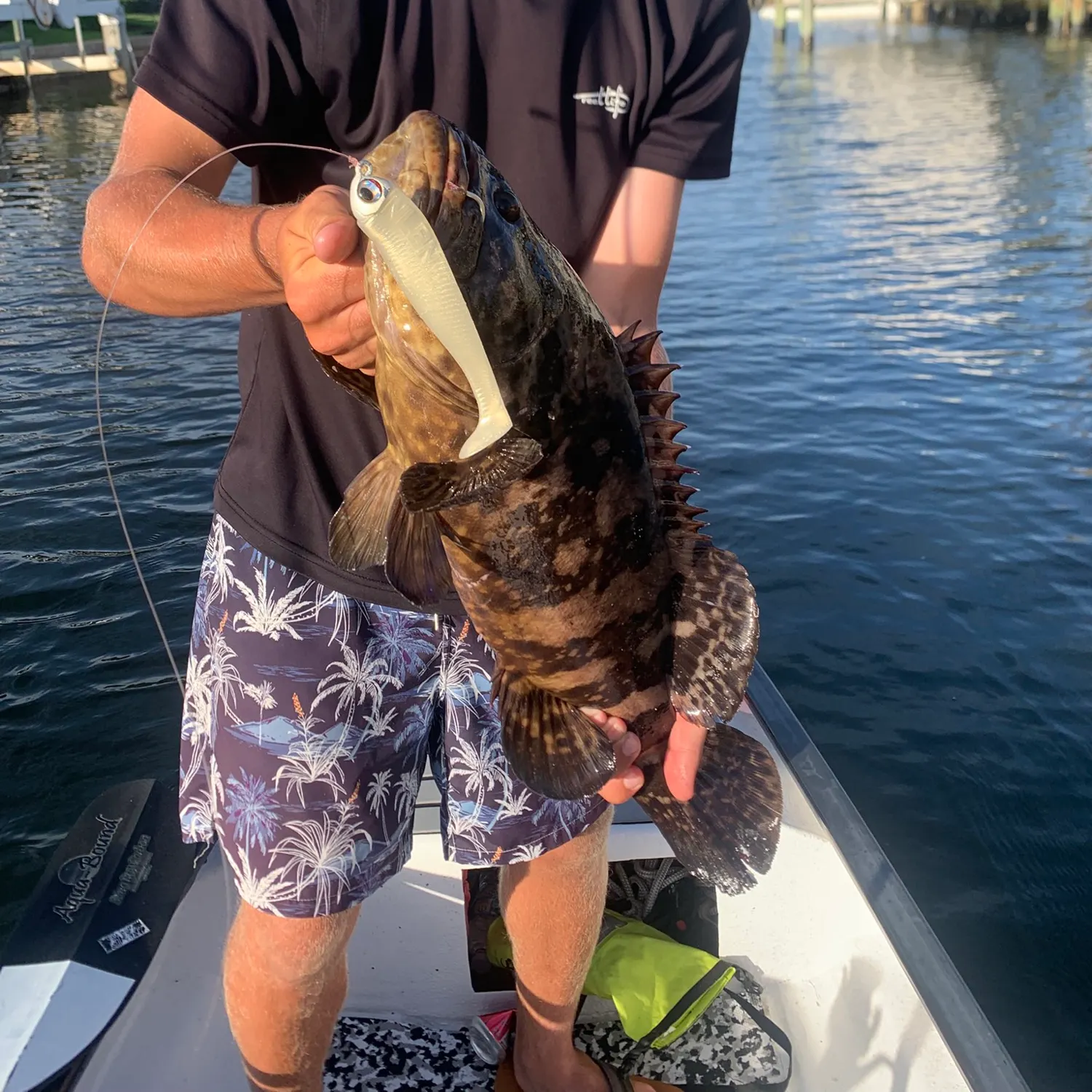 The most recent Atlantic goliath grouper catches on Fishbrain