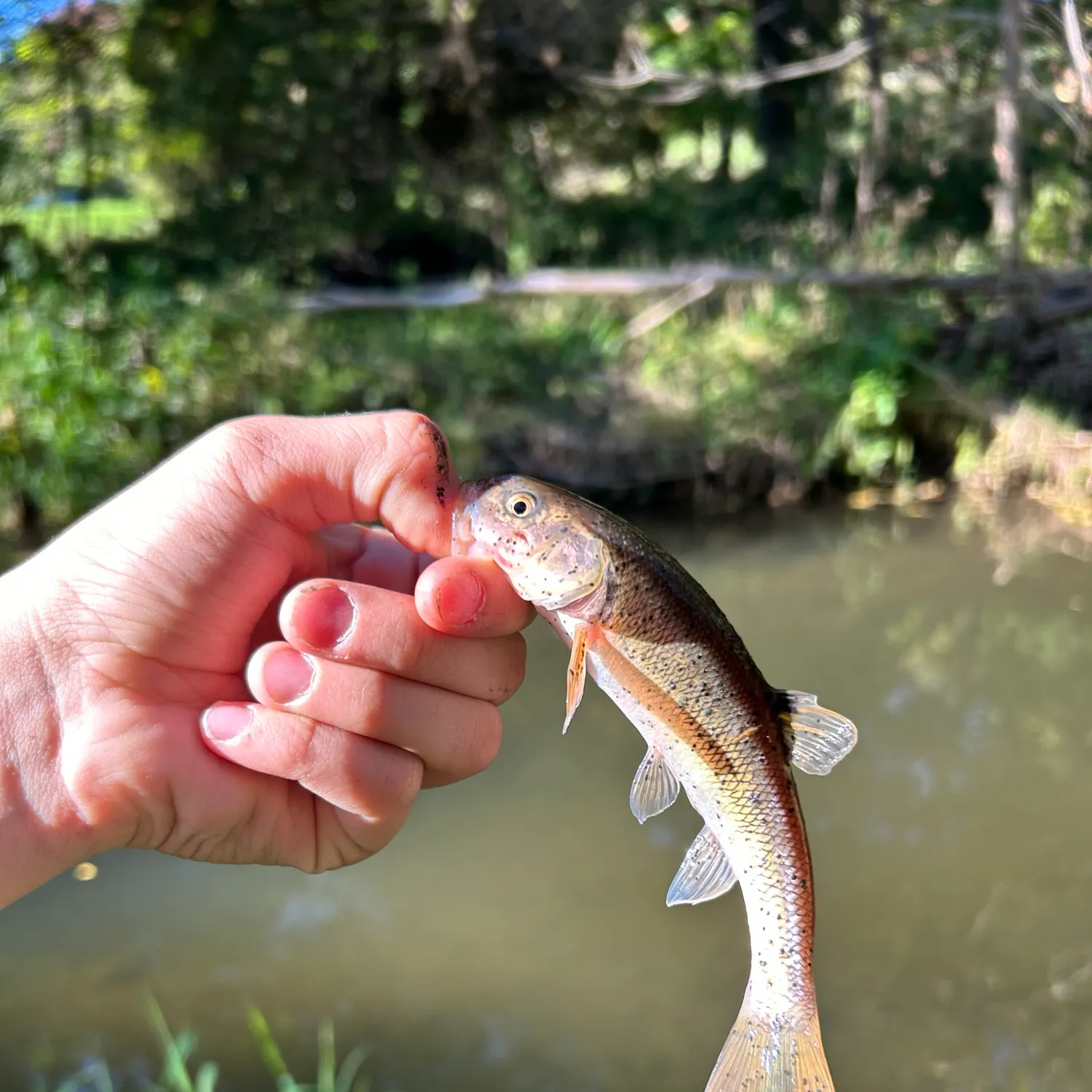 Creek chub caught on Fishbrain