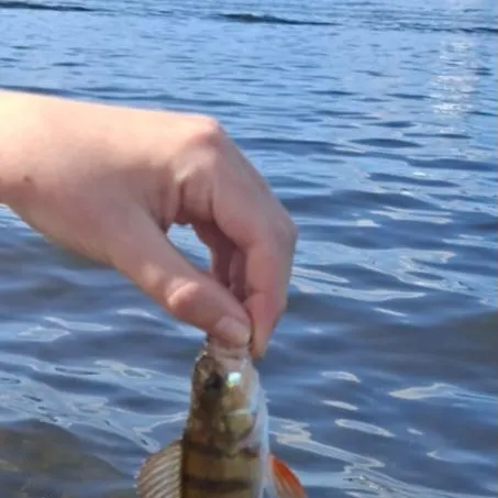 European perch caught on Fishbrain